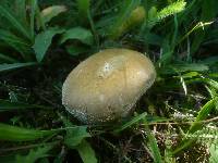 Lycoperdon pratense image