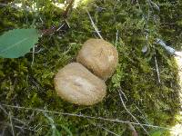 Lycoperdon pratense image