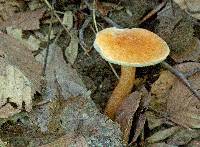 Gyroporus castaneus image