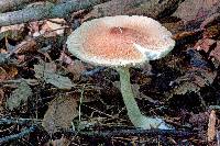 Leucoagaricus rubrotinctus image