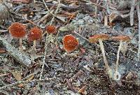 Marasmius sullivantii image