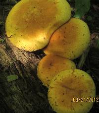 Gymnopilus luteus image