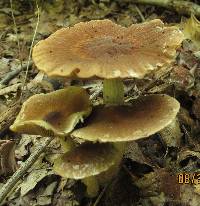 Psathyrella delineata image