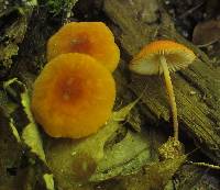 Marasmius sullivantii image