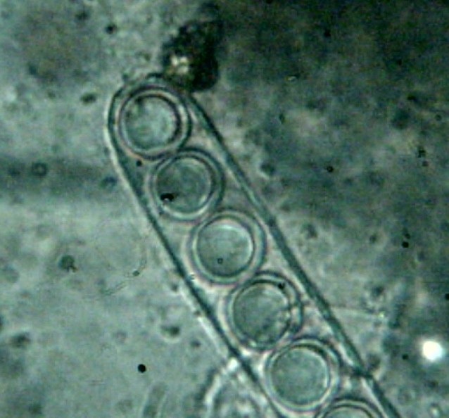 Pulvinula image