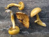 Gymnopilus luteus image