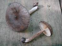 Lactarius lignyotus image