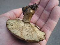 Lactarius sordidus image