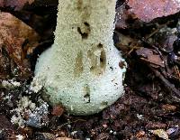 Amanita pelioma image