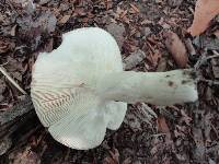 Russula variata image