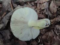 Russula cyanoxantha image