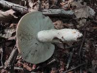 Russula variata image