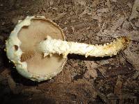 Pholiota squarrosoides image