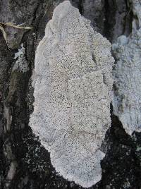 Pertusaria hemisphaerica image