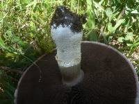 Agaricus benesii image