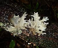 Tremella fuciformis image