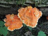 Laetiporus huroniensis image