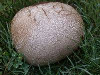 Calvatia pachyderma image