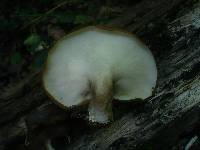 Royoporus badius image