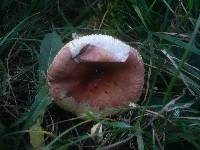 Russula decipiens image