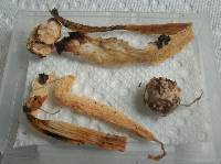Phallus rubicundus image