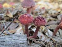 Gymnopilus aeruginosus image