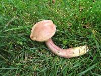 Boletus patrioticus image