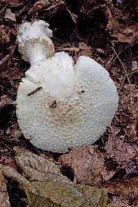 Amanita cokeri image