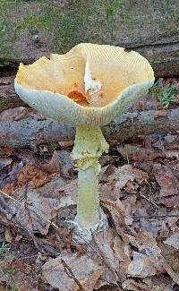 Amanita arkansana image