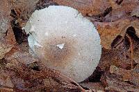 Amanita spreta image