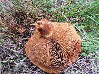 Paxillus vernalis image