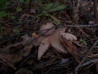 Geastrum rufescens image