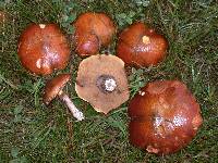 Suillus luteus image