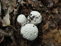 Amanita abrupta image