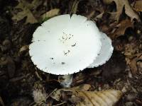 Amanita magnivelaris image