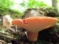 Fistulina hepatica image