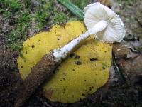 Amanita onusta image