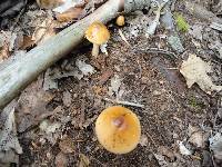 Amanita amerifulva image