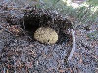 Boletus calopus image