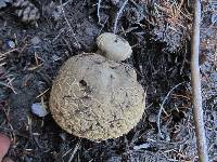 Boletus calopus var. frustosus image