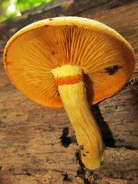 Gymnopilus luteus image