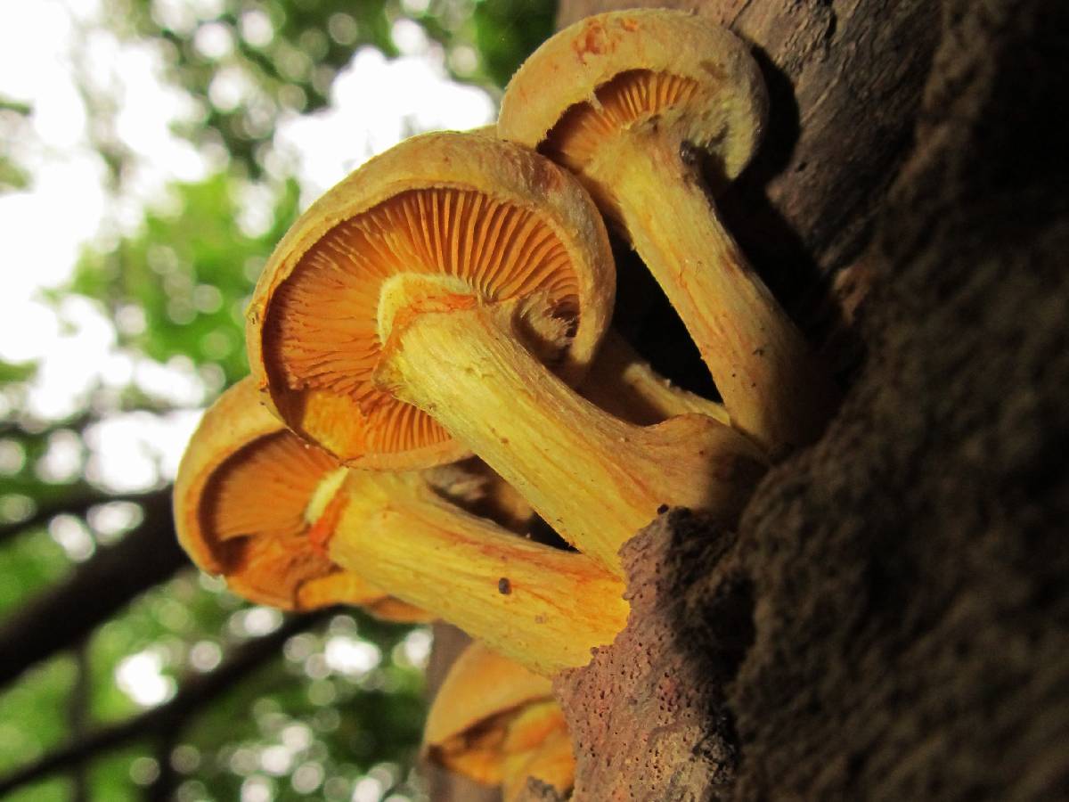 Gymnopilus luteus image