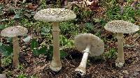 Amanita morrisii image