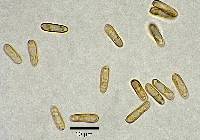 Xanthoconium stramineum image