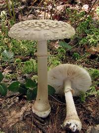 Amanita morrisii image