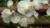Hemimycena candida image