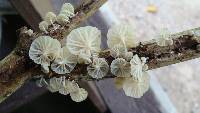 Hemimycena candida image