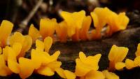 Dacryopinax spathularia image