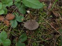 Entoloma undatum image