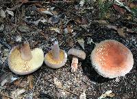 Lactarius corrugis image